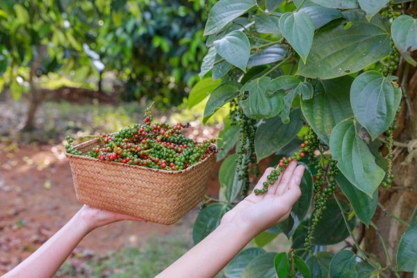 freshly-harvested-peppercorns-piper-nigrum-2023-11-27-05-22-46-utc