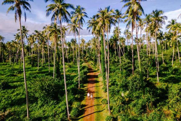 men-and-women-walking-on-a-road-with-palm-trees-at-2023-11-27-05-05-56-utc